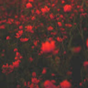 Meet your Posher, Jojo